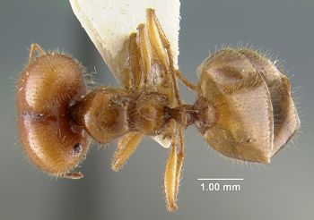 Media type: image; Entomology 20719